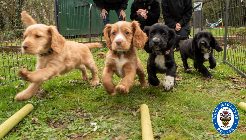 Litter running on a grass